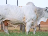 Lote 59