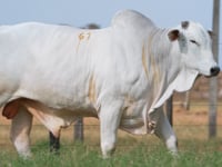 Lote 61