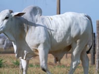 Lote 76