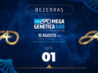 Lote 01