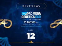 Lote 12