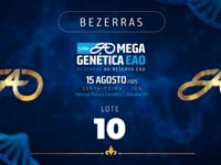 Lote 10