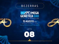 Lote 8