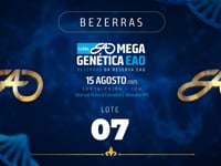 Lote 07