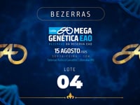 Lote 04