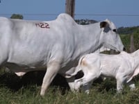 Lote M22