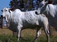 Lote E08