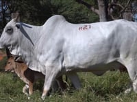 Lote M21