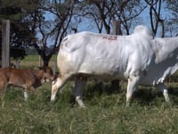Lote M23