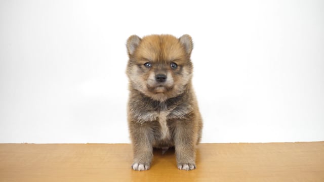 豆柴犬 赤 男の子 GRAND亀戸店 2025080646304 ｜ペットショップ