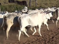 Lote 62