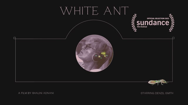 WHITE ANT by Shalini Adnani