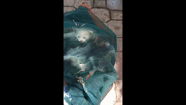 Σαρακίνα Τρικάλων Έκλεισε ζωντανά γατάκια σε τσουβάλι και τα πέταξε 6-8-2025