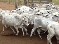Lote 04M