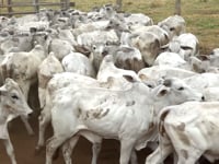 Lote 07M