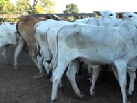 Lote 26