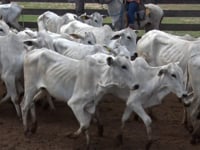 Lote 167