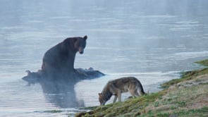GRIZZLY & WOLVES CONSUME CARCASS IN RIVER-STOCK