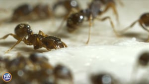 The Ant Problem