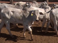 Lote 16