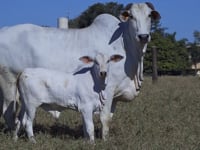 Lote 03