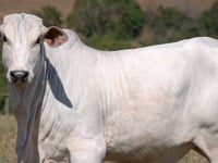 Lote 38
