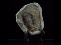 Paradoxides Trilobite Fossil