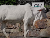 Lote 01