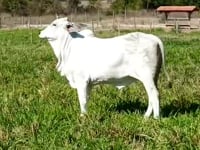 Lote 09