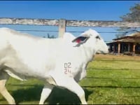 Lote 10