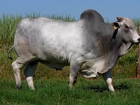 Lote C04
