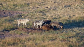 WAPITI PACK & LARGE GRIZZLY-STOCK