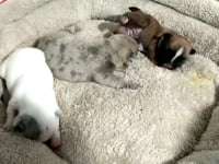 Litter Introduction