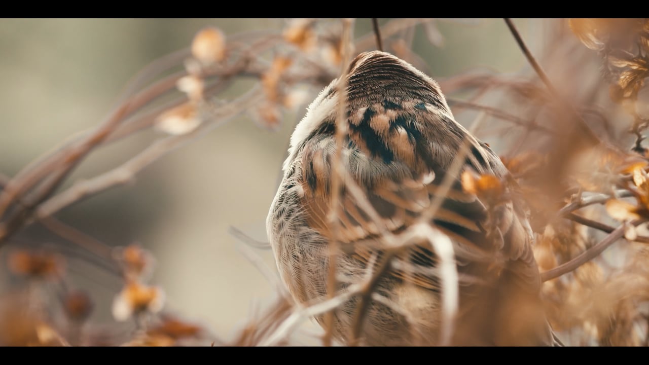 AXA Sigorta Dünya Çevrecilik Günü Reklam Filmi