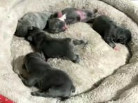 Litter Introduction