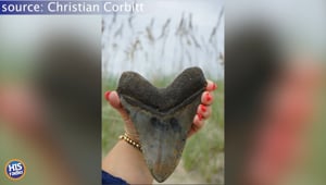 Megalodon Tooth