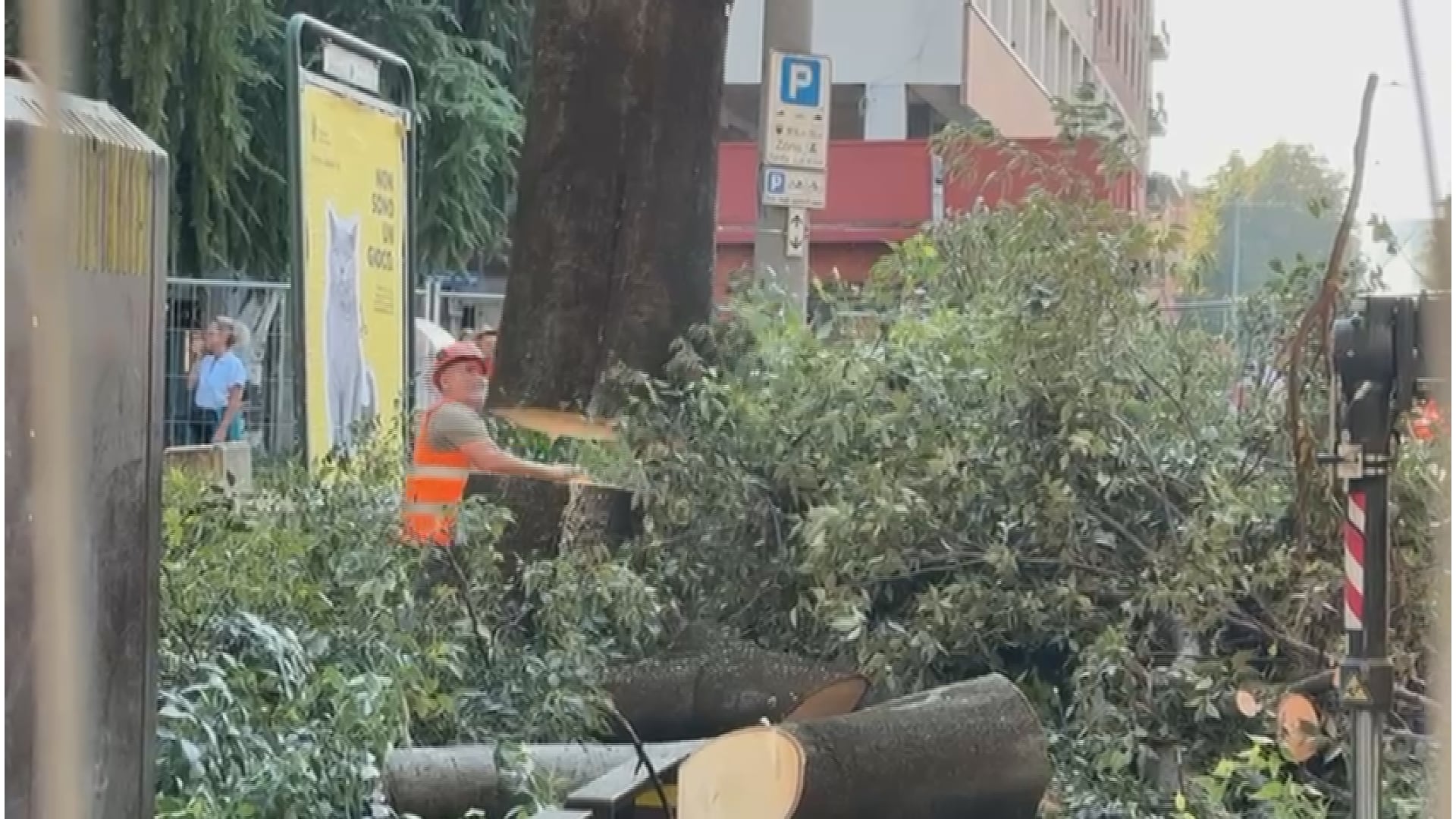Tram, tagliato l’albero centenario della Bolognina