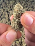 Video: Zkittlez