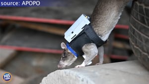 Search and Rat-scue