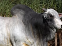 Lote S02