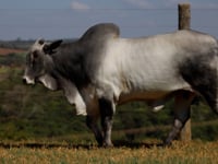 Lote S10
