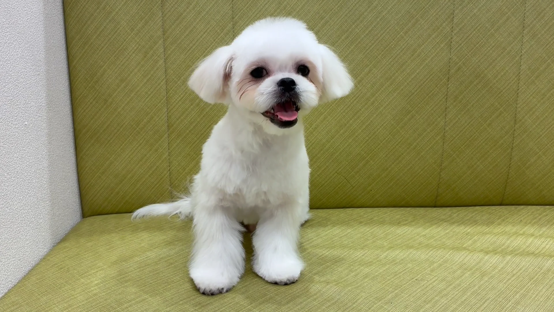 ハーフ犬（マルペキ） ホワイト 男の子 国立店 2025042348901