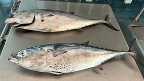 Cop policial a la pesca recreativa il·legal de tonyina vermella a l'Escala