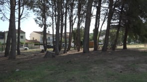 L'Ajuntament millora la pineda del Camp dels Pilans i treballa per reforçar-la