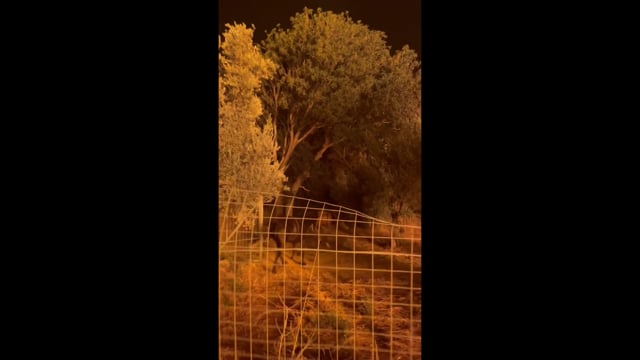 Χίος: Δραματικές προσπάθειες κατάσβεσης φωτιάς για τη διάσωση αλόγων στη Βολισσό 12-8-2025