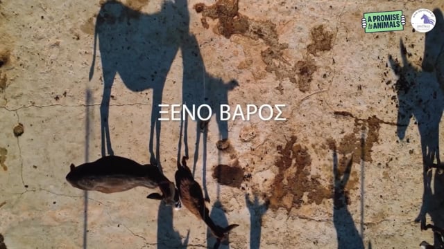 Γαϊδούρια, μουλάρια και άλογα εργαλεία για τουριστική χρήση...