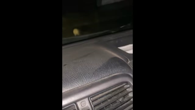 Ρόδος Αδέσποτο καγκουρό 13-8-2025