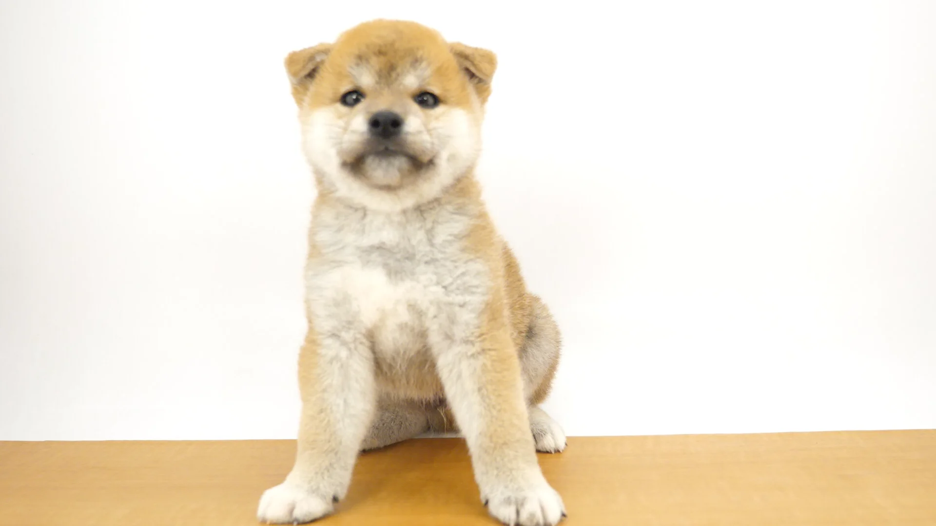 柴犬 KOESEN ケーセン社 柴犬 伏せ - 動物のぬいぐるみ - 木の