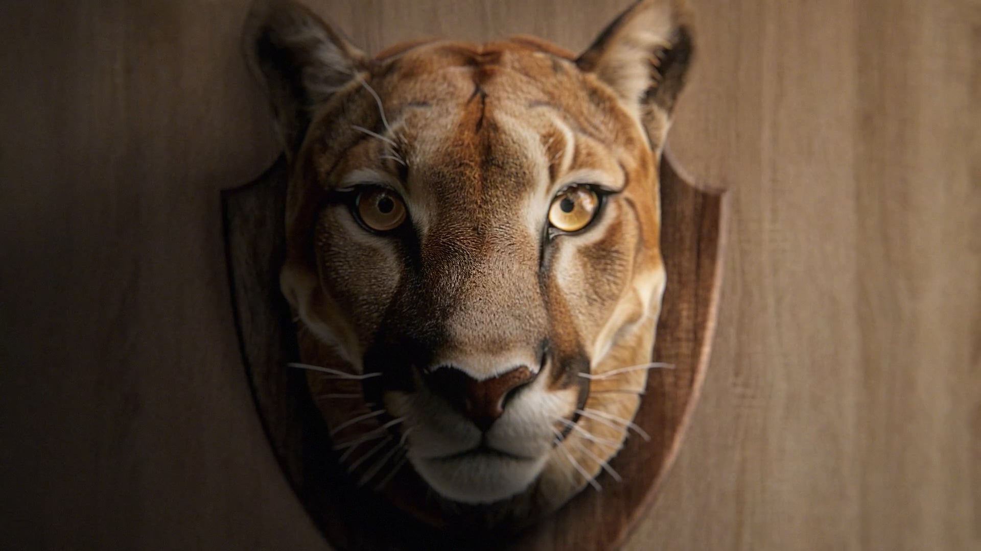 Trophy Head Teardrop Video