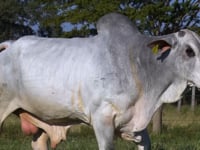 Lote S12